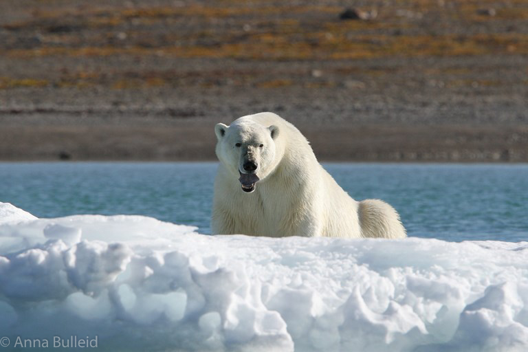North West Passage Polar Bear