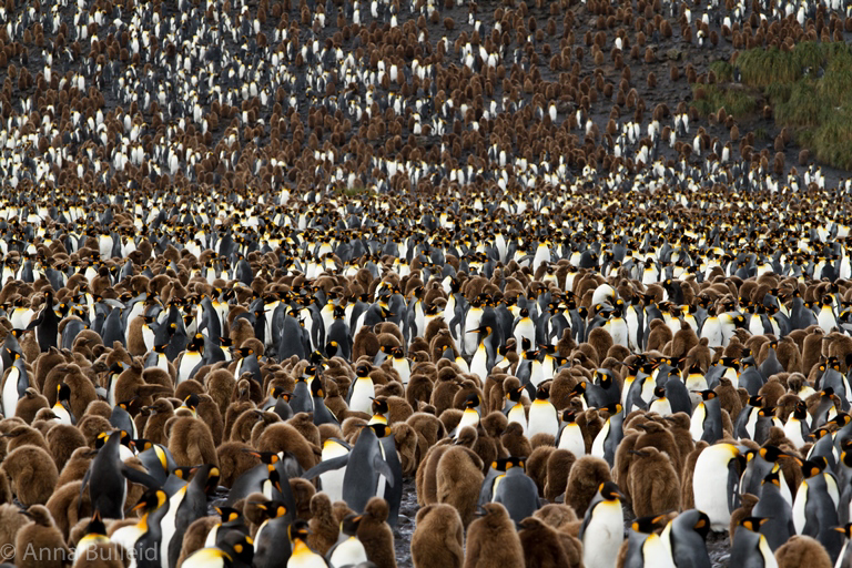 Antarctica South Georgia King Penguins