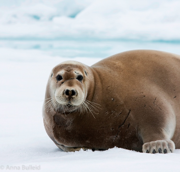 Svalbard Bearded Seal