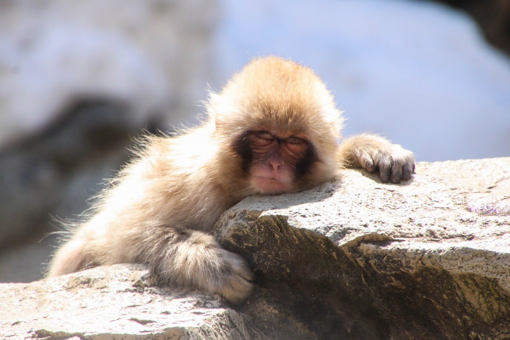Sleeping Snow Monkey, Nagano Japan