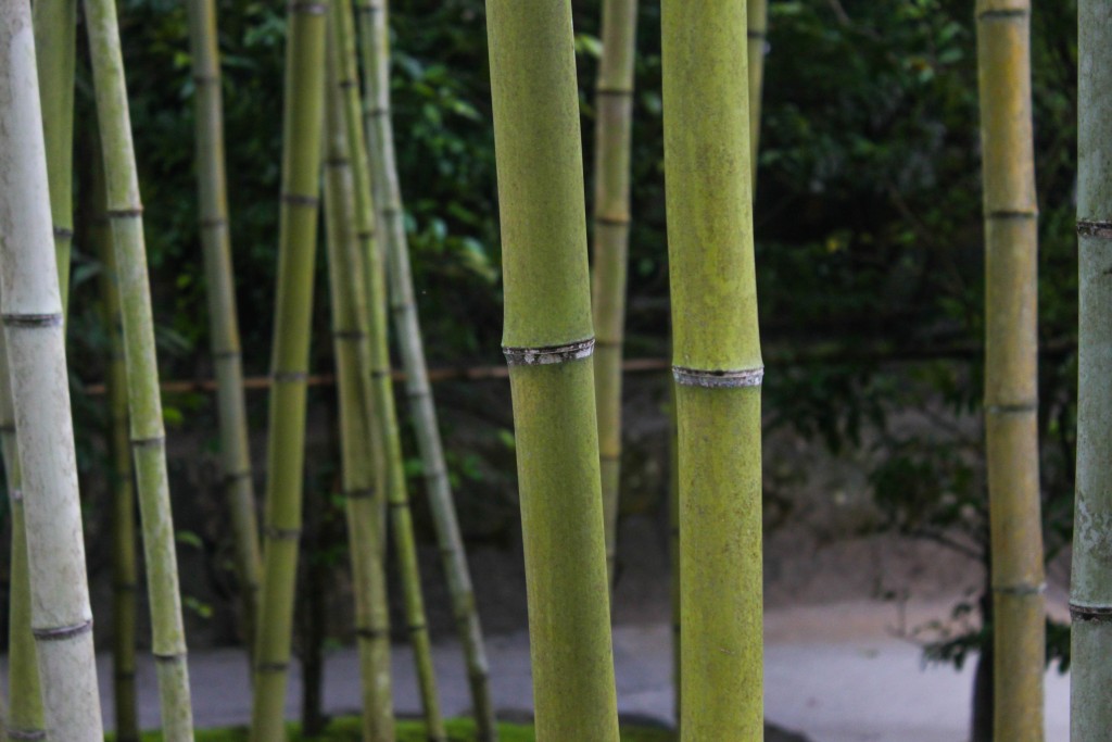 Ginkaku-ji Silver Pavilion, Kyoto bamboo