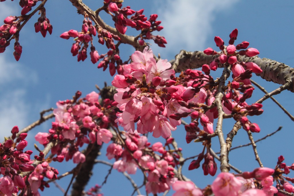 "Sakura" cherry blossoms, Himeji Japan blue skies