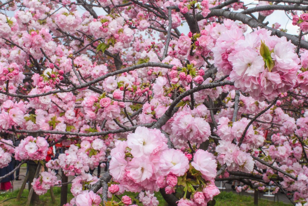 "Sakura" cherry blossoms in Osaka