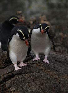 Galapagos of the Southern Ocean: Australia & NZ 's Sub-antarctic Islands - 30 Nov -11 Dec & 11 - 23 DEC 2020 from AUD$11,348 17