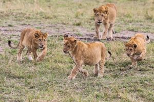 SOLD OUT! Ultimate East Africa Safari - Kenya, Uganda & Rwanda escorted by Anna Bulleid 26 July - 18 August 2020 16