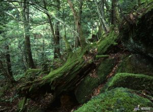 Japan: Walking the Kumano Kodo & Nakasendo Way 22