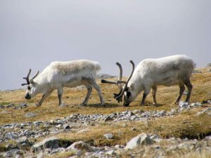 3 Arctic Islands voyage - Iceland, Greenland & Spitsbergen (Svalbard) 13-27 AUG 2025 from AUD$19,995 16